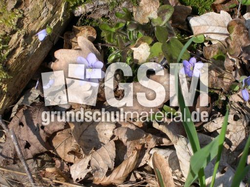 Leberblumen 2.jpg